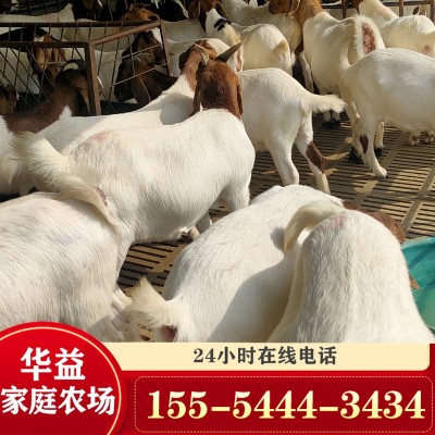 波尔山羊养殖利润波尔山羊羊羔波尔山羊幼崽价格图2