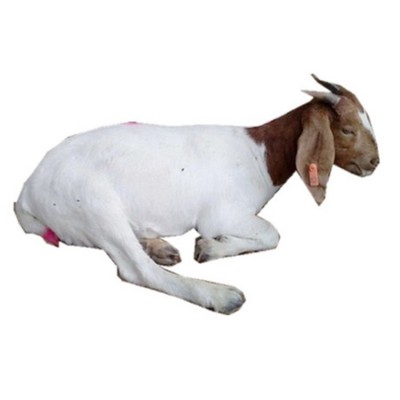 波尔山羊养殖利润波尔山羊羊羔波尔山羊幼崽价格图5