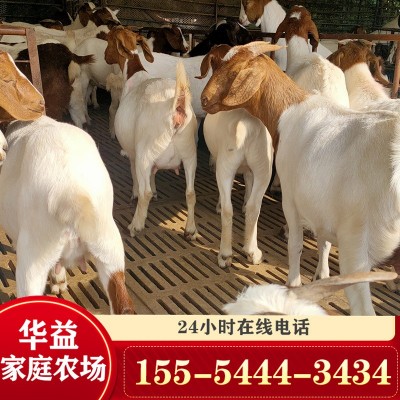 波尔山羊养殖利润波尔山羊羊羔波尔山羊幼崽价格图4