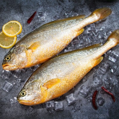 深海捕捞新鲜冷冻大黄花鱼源产地象山石浦现货供应黄鱼可代发图3