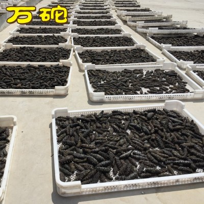 源头工厂 淡干海参大连海参干货批发纯淡干海参50g5-15只散装图3