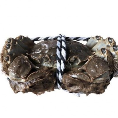 【全母满黄特大蟹】大闸蟹鲜活螃蟹河蟹螃蟹批发4两阳澄湖镇发图5