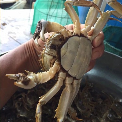 【全母满黄特大蟹】大闸蟹鲜活螃蟹河蟹螃蟹批发4两阳澄湖镇发图3