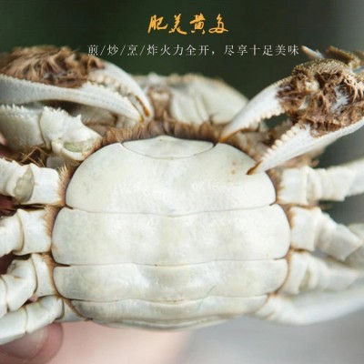 阳澄湖镇自家养大闸蟹2两2.5两3两鲜活现货螃蟹批发去绳足斤足两图4