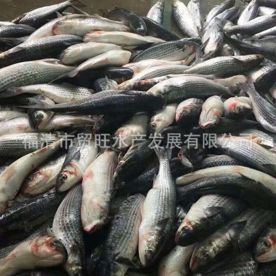 乌母鱼壳厂家批发10kg/件图2