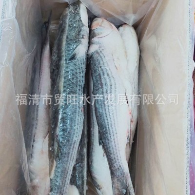 乌母鱼壳厂家批发10kg/件图5