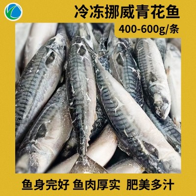 青花鱼 挪威进口青花鱼整条鲐鲭鱼烤青占鱼商用冷冻盐渍 整箱批发图2