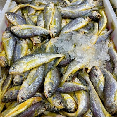 舟山野生小黄鱼新鲜速冻真空黄花鱼3斤包装团购一件代发顺丰包邮图4