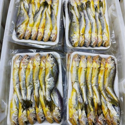 舟山野生小黄鱼新鲜速冻真空黄花鱼3斤包装团购一件代发顺丰包邮图3