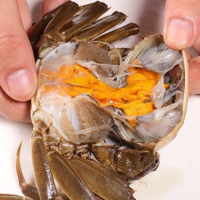 【蟹塘直供】大闸蟹鲜活螃蟹现货现捕六月黄批发兴化河蟹海鲜现货图4