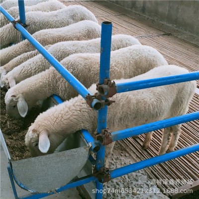 纯湖羊活羊小尾寒羊怀孕母羊种公羊小羊羔澳湖杂交绵羊多少钱一只图4