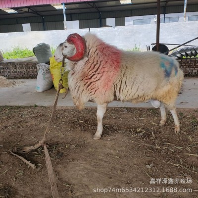 纯湖羊活羊小尾寒羊怀孕母羊种公羊小羊羔澳湖杂交绵羊多少钱一只图2