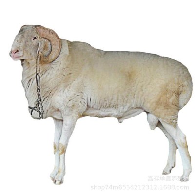 纯湖羊活羊小尾寒羊怀孕母羊种公羊小羊羔澳湖杂交绵羊多少钱一只图5