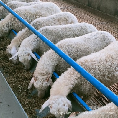 纯湖羊活羊小尾寒羊怀孕母羊种公羊小羊羔澳湖杂交绵羊多少钱一只图3