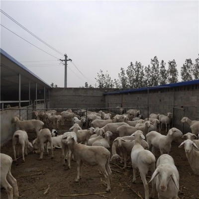 嘉旺 纯种肉羊苗价位 山东白山羊养殖场 热销纯种图2