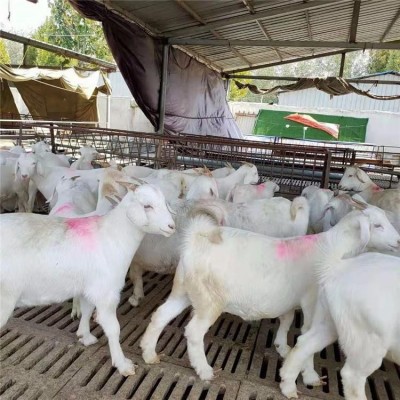嘉旺 纯种肉羊苗价位 山东白山羊养殖场 热销纯种图3
