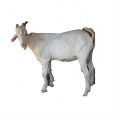 嘉旺 纯种肉羊苗价位 山东白山羊养殖场 热销纯种图5