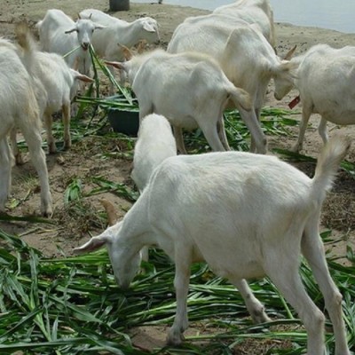 嘉旺 纯种肉羊苗价位 山东白山羊养殖场 热销纯种图4