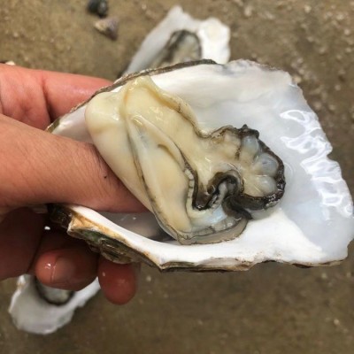 广东湛江生蚝半壳带壳100斤商用生蚝乳山鲜活牡蛎蒜蓉地摊炭烧烤图3