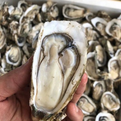 广东湛江生蚝半壳带壳100斤商用生蚝乳山鲜活牡蛎蒜蓉地摊炭烧烤图2