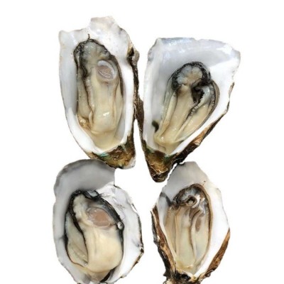 广东湛江生蚝半壳带壳100斤商用生蚝乳山鲜活牡蛎蒜蓉地摊炭烧烤图5