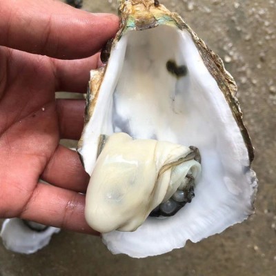 广东湛江生蚝半壳带壳100斤商用生蚝乳山鲜活牡蛎蒜蓉地摊炭烧烤图4