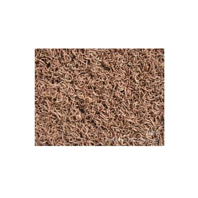 冻干红虫干灯科鱼金鱼孔雀鱼斗鱼小型鱼热带鱼观赏鱼鱼食饲料鱼粮图5