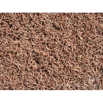 冻干红虫干灯科鱼金鱼孔雀鱼斗鱼小型鱼热带鱼观赏鱼鱼食饲料鱼粮图4