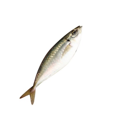 东山岛野生巴浪鱼批发海捕鱼竹荚鱼海鲜水产商用酒店餐饮活冻海鱼图4