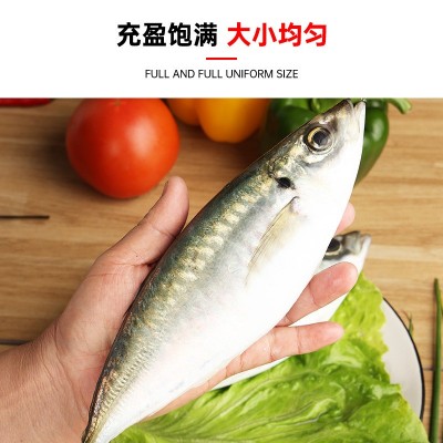 东山岛野生巴浪鱼批发海捕鱼竹荚鱼海鲜水产商用酒店餐饮活冻海鱼图2