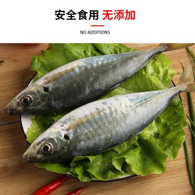 东山岛野生巴浪鱼批发海捕鱼竹荚鱼海鲜水产商用酒店餐饮活冻海鱼图3