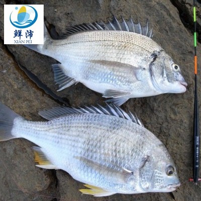 东山岛深海黄翅鱼500g2条左右野生黄鲷鱼海捕速冻商用批发黄立鱼图2