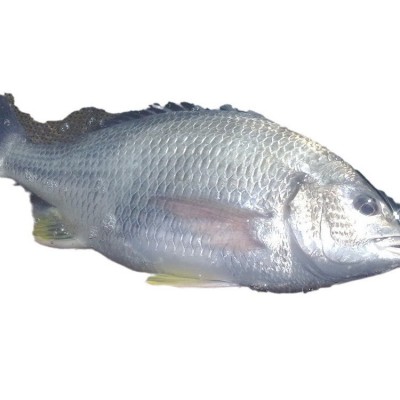 东山岛深海黄翅鱼500g2条左右野生黄鲷鱼海捕速冻商用批发黄立鱼图4