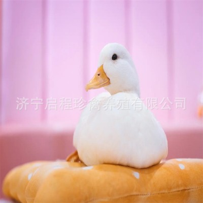 萌宠店养殖的柯尔鸭一对多少钱 孵化柯尔鸭种蛋格图4