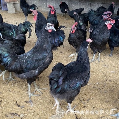 五黑鸡苗活体鸡苗 五黑鸡小鸡苗半斤左右的纯种五黑鸡多少钱一只图4
