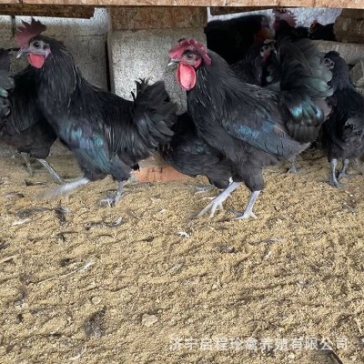 五黑鸡苗活体鸡苗 五黑鸡小鸡苗半斤左右的纯种五黑鸡多少钱一只图2