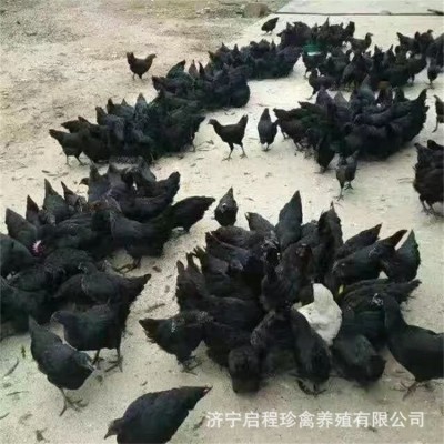 五黑鸡苗活体鸡苗 五黑鸡小鸡苗半斤左右的纯种五黑鸡多少钱一只图3