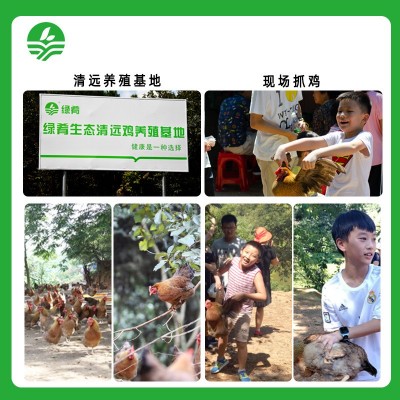 清远鸡正宗广东清远鸡源头直供清远原产地走地鸡清远土鸡母鸡批发图2