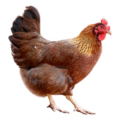 清远鸡正宗广东清远鸡源头直供清远原产地走地鸡清远土鸡母鸡批发图5