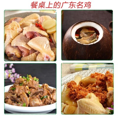 清远鸡正宗广东清远鸡源头直供清远原产地走地鸡清远土鸡母鸡批发图4