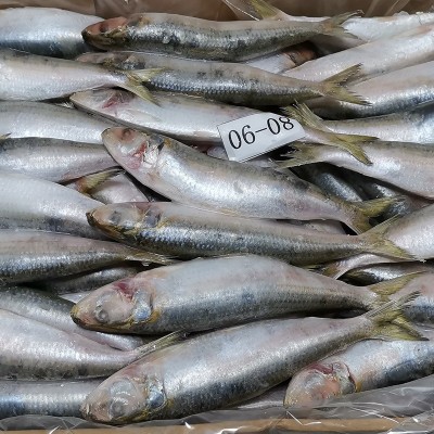 拖网A 80-90条沙丁鱼海捕速冻鱼罐头料冷冻萨丁鱼鱼饵钓饵饲料鱼图4