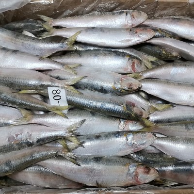 拖网A 80-90条沙丁鱼海捕速冻鱼罐头料冷冻萨丁鱼鱼饵钓饵饲料鱼图2