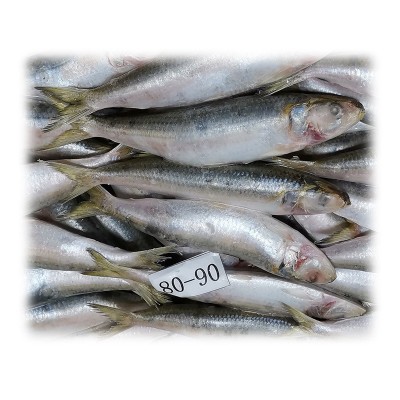 拖网A 80-90条沙丁鱼海捕速冻鱼罐头料冷冻萨丁鱼鱼饵钓饵饲料鱼图3