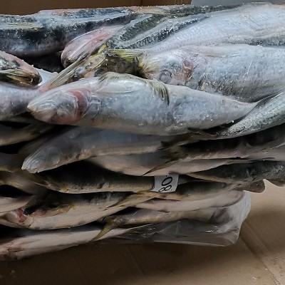 拖网A 80-90条沙丁鱼海捕速冻鱼罐头料冷冻萨丁鱼鱼饵钓饵饲料鱼图5