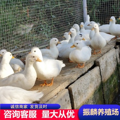 成年幼崽柯尔鸭小体型宠物鸭 柯基鸭纯种荷兰可达鸭 柯尔鸭受精蛋图2