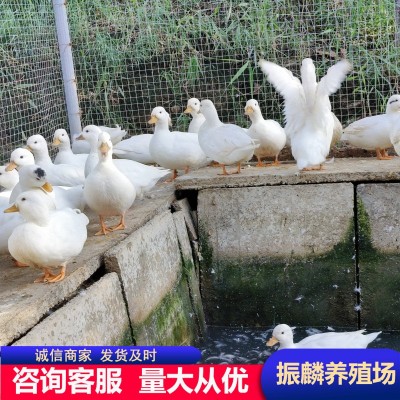 成年幼崽柯尔鸭小体型宠物鸭 柯基鸭纯种荷兰可达鸭 柯尔鸭受精蛋图3