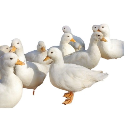 成年幼崽柯尔鸭小体型宠物鸭 柯基鸭纯种荷兰可达鸭 柯尔鸭受精蛋图5