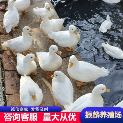 成年幼崽柯尔鸭小体型宠物鸭 柯基鸭纯种荷兰可达鸭 柯尔鸭受精蛋图4