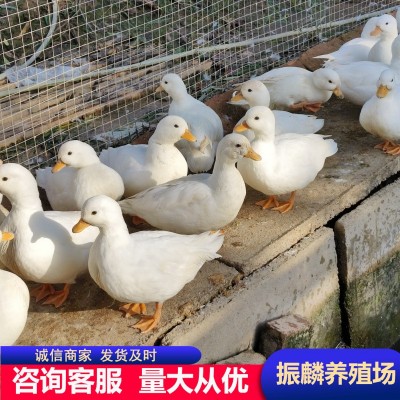 柯尔鸭活物小鸭子活宠物网红小黄鸭可爱小鸭子可达鸭活体运输图2