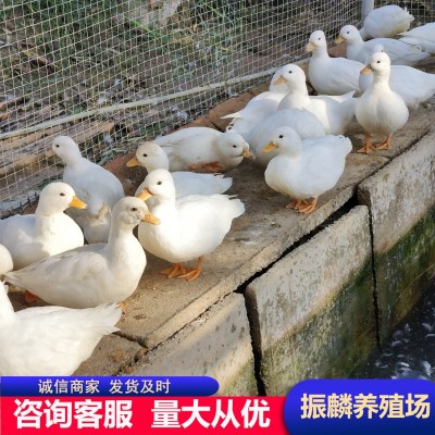 柯尔鸭活物小鸭子活宠物网红小黄鸭可爱小鸭子可达鸭活体运输图3